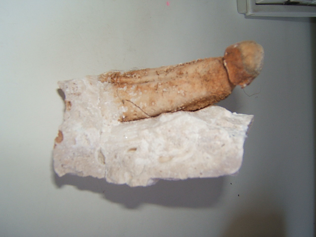 Paleoquiz: che fossile �?